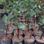 colocasia-esculenta-teacup-768x576