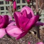 magnolia-royalpurple