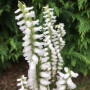 spiranthes-chadds-ford