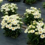 Leucanthemum-Adorable-2-400x400