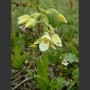 epipactis_palustris_ochroleuca_marsh_helleborine_flowering_plant_30-06-06_2