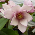 627-1-magnolia_fairy_blush