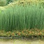 Equisetum-Camtschatcense-stunning-rare-architectural-plant