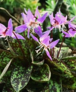 Erythronium dens-c. 'Purple King'