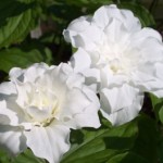 Trillium-grandiflora-Flore-