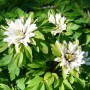 anemone_nemorosa_bracteata_pleniflora