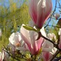 magnolia-pink-goblet (1)