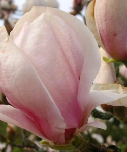 magnolia-pink-goblet (2)