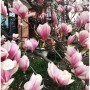magnolia-pink-goblet