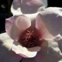 magnolia-x-cult.-tikitere-magnolie (1)