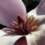 magnolia-x-cult.-tikitere-magnolie (2)