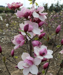 magnolia-x-cult.-tikitere-magnolie