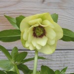1a4e-6cf6-8011c-helleborus-hybriuds-yellow-spotted-0-1-0-1-0-8-1-1000x750