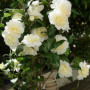 Camellia-Brushfield-Yellow-500x750