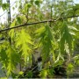 betula-pendula-dalecarlica-tree-p39-51_medium