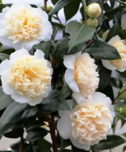 camellia-japonica-brushfields-yellow