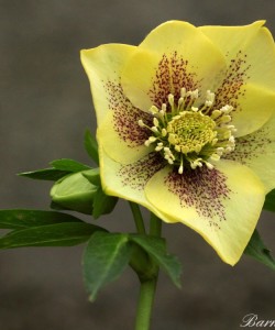 e76a-df65-8006-hellebore-yellow-red-0-1-0-1-0-8-1-1000x750