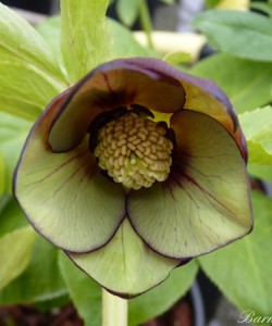 f3d1-01f3-8010-hellebore-red-green-0-1-0-1-0-8-1-1000x750