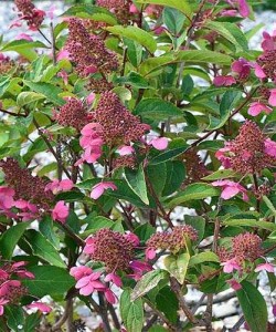 hydrangea-paniculata-couhaprim-prim-red-01