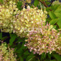 hydrangea-paniculata-romantic-ace-renvagor-