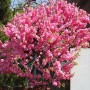 Prunus-triloba1
