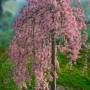 pink-snow-weeping-cherry