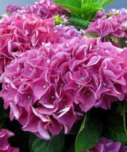 hydrangea-macrophylla-bouquet-rose