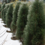 2.-Pinus-nigra-Green-Tower-vechnozelenoe-hvojnoe-derevo-vysotoj-do-6-m.-1