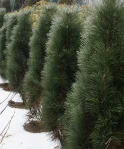2.-Pinus-nigra-Green-Tower-vechnozelenoe-hvojnoe-derevo-vysotoj-do-6-m.-1