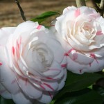 Camellia La Peppermint 1