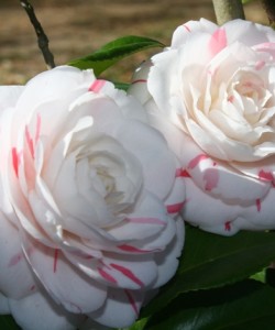 Camellia La Peppermint 1