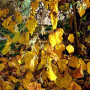 Corylus,_corkscrew_hazel_autumn_leaves_in_Germany