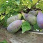 akebia-quinata-chocolate-vine-die-fingerblaettrige-akebie-ist-eine-kletterpflanze-mit-schoene-violet-4208_4