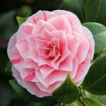 camellia-j-bonomiana-nova-1628155753_l