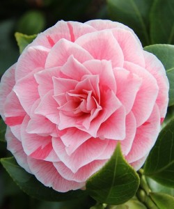camellia-j-bonomiana-nova-1628155753_l