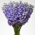 delphinium-elatum_magic-fountains-lavender_lavender-white-bee_02 (1)