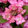 hydrangea-macr.-rendez-vous-french-cancan-pink-1