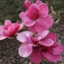 magnolia_watermelon-_5__2