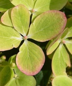 hydrangea-paniculata-pastelgreen-rencolor-