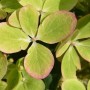 hydrangea-paniculata-pastelgreen-rencolor-