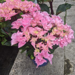 hydrangea_macrophylla_cabaret_pink