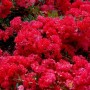 031c4e71bc798cd013487efde2fcd744--bright-flowers-red-flowers