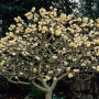 Edgeworthia-chrysantha-Snow-Cream.i-2246.s-20603.r-2_b3741685-933d-48c5-98a6-e9b90d6c8572_1024x1024