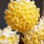 Edgeworthia chrysantha 'Winterliebe'