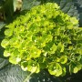 Hortensia-Hydrangea-macrophylla-Green-Ever-Belles-Hortmagreclo-copyright-183801-1
