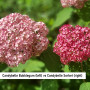 Hydrangea Candybelle Sorbet (7)