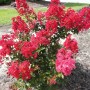 Lagerstroemia Enduring Summer Red2070813_plbr1ehte