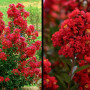 Picture-Crape-Myrtle-Enduring-Summer-Red-1