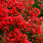 crape-myrtle-enduring-summer-red-shrub