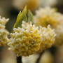 edgeworthia-flowers